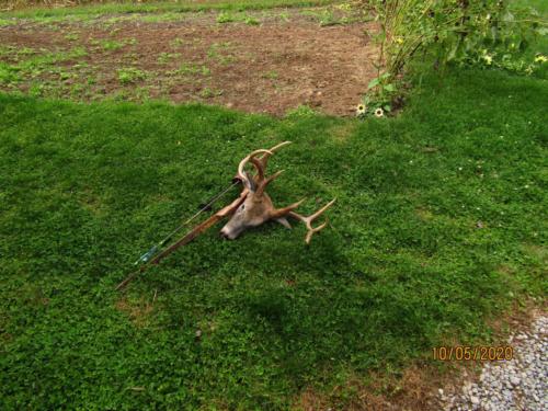 Roman 2020 8-point with Badger Longbow