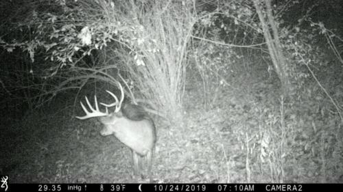 Muley